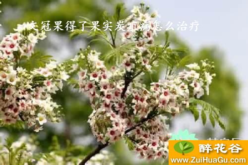 文冠果得了果实炭疽病怎么治疗