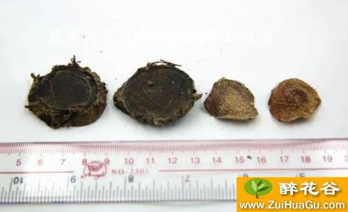 莪术得了莪术叶斑病了如何治