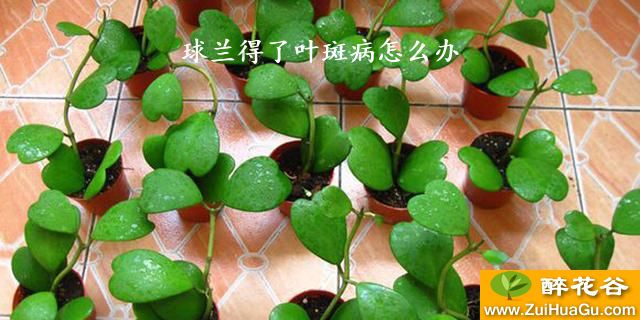 球兰得了叶斑病怎么办