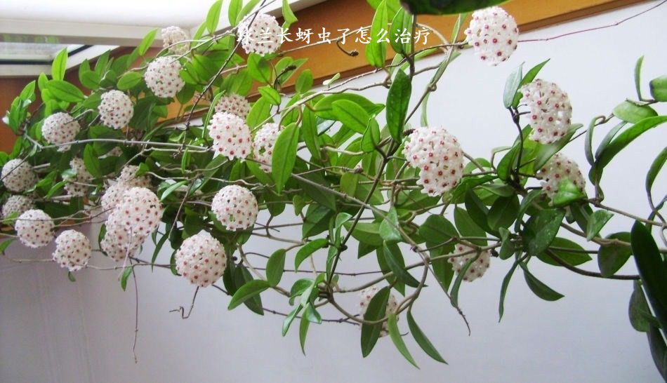 球兰长蚜虫了怎么治疗