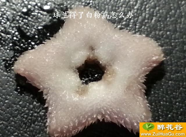 球兰得了白粉病怎么办