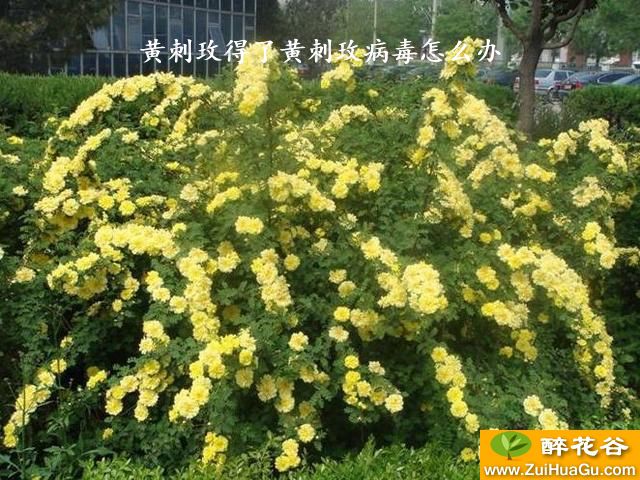 黄刺玫得了黄刺玫病毒怎么办