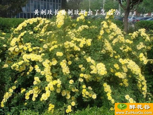 黄刺玫长黄刺玫蚜虫了怎么办