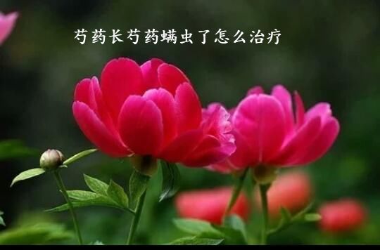 芍药长芍药螨虫了怎么治疗