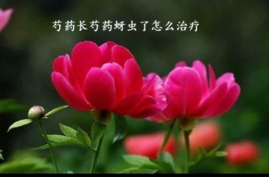 芍药长芍药蚜虫了怎么治疗