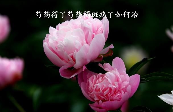 芍药得了芍药褐斑病了如何治