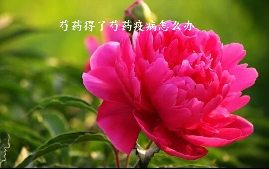 芍药得了芍药疫病怎么办
