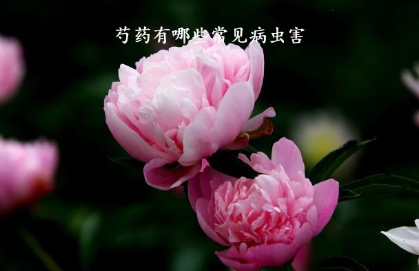 芍药有哪些常见病虫害