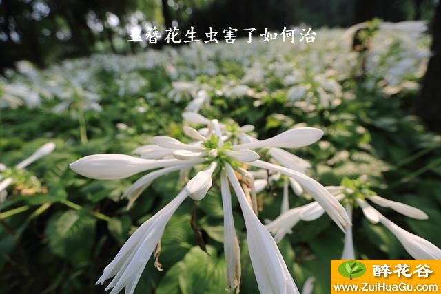 玉簪花生虫害了如何治