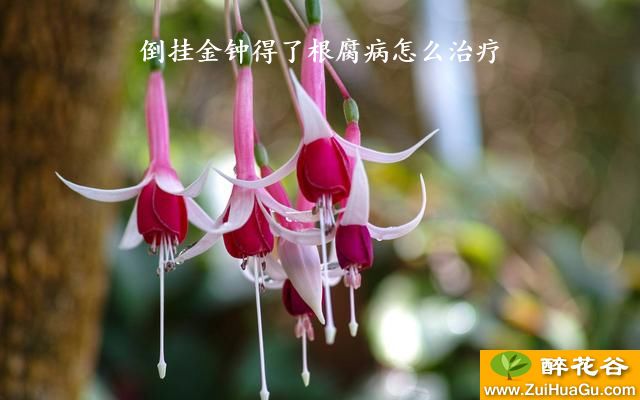 倒挂金钟得了根腐病怎么治疗