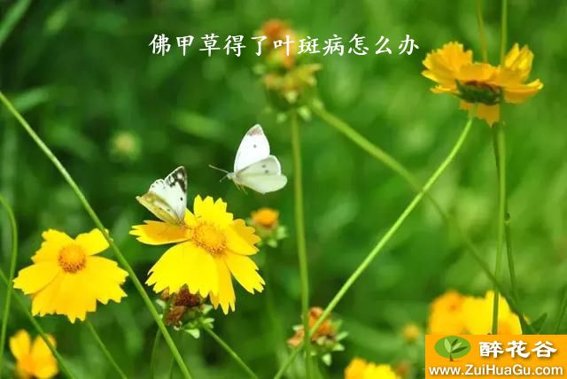 佛甲草得了叶斑病怎么办
