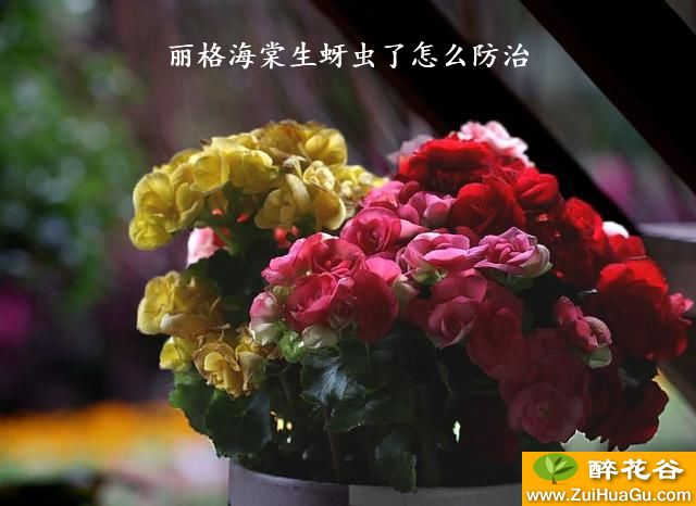 丽格海棠生蚜虫了怎么防治