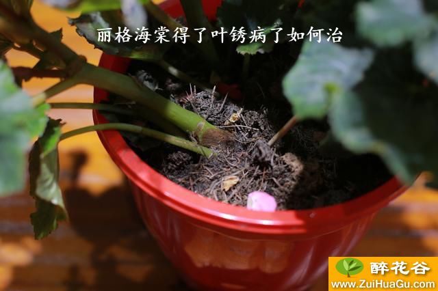 丽格海棠得了叶锈病了如何治