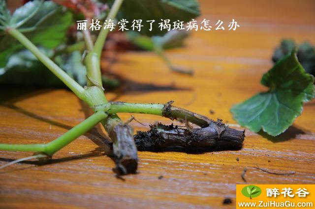 丽格海棠得了褐斑病怎么办