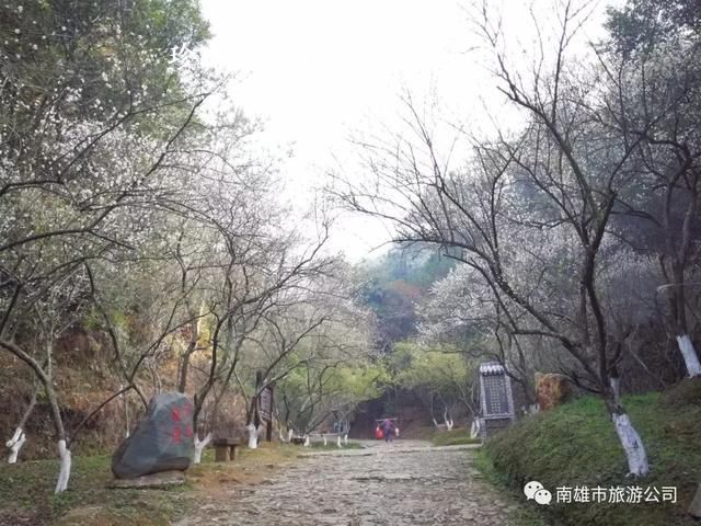 珍珠梅得了炭疽病了如何治