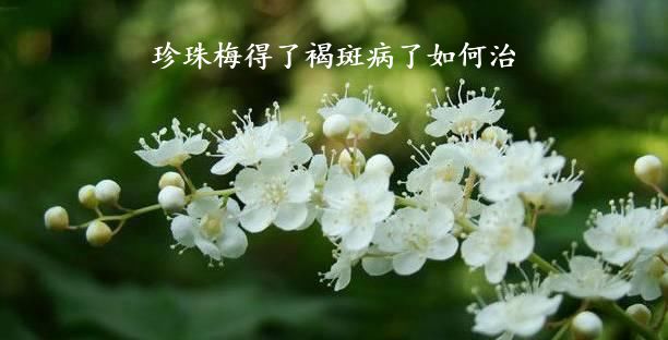 珍珠梅得了褐斑病了如何治