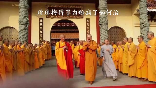 珍珠梅得了白粉病了如何治