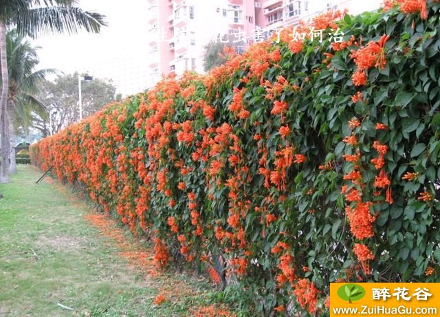 炮仗花生炮仗花虫害了如何治