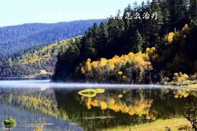 炮仗花得了炮仗花病害怎么治疗