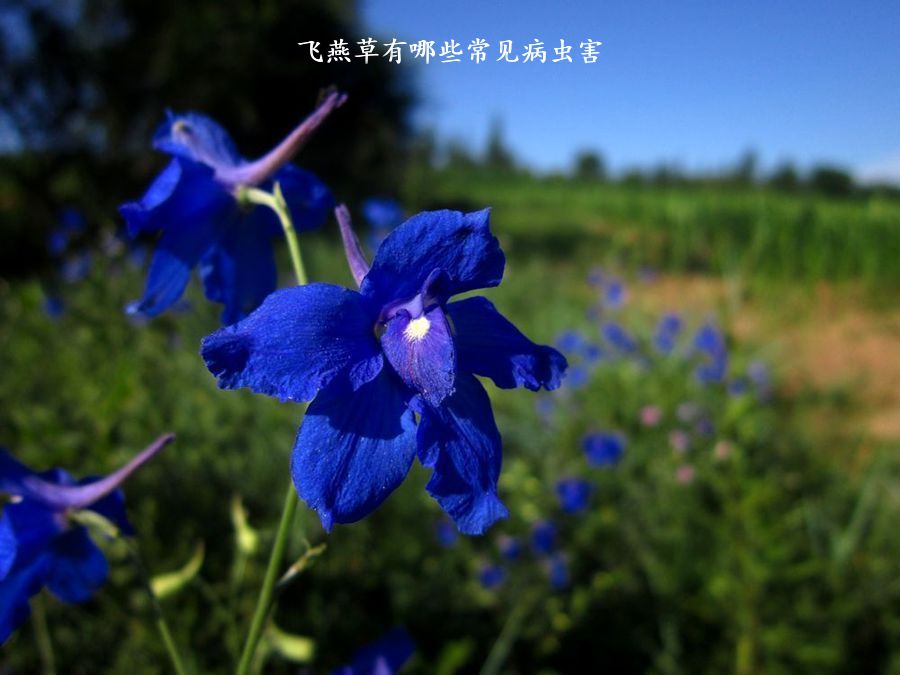 飞燕草有哪些常见病虫害