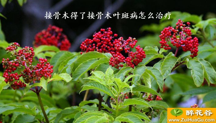 接骨木得了接骨木叶斑病怎么治疗