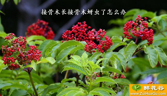 接骨木长接骨木蚜虫了怎么办