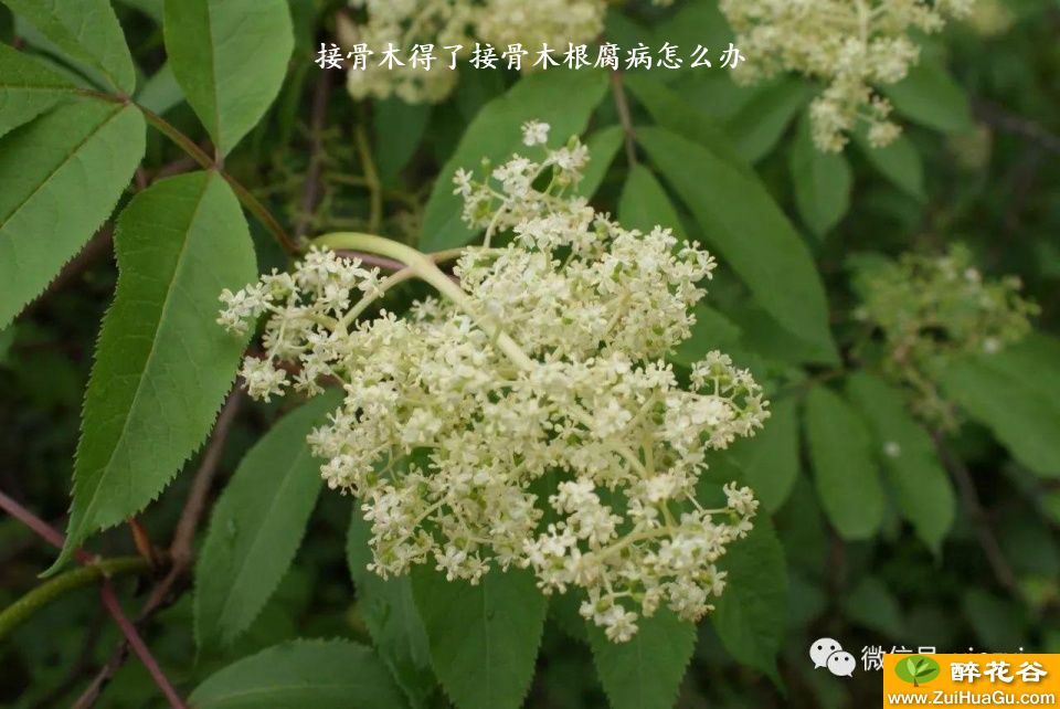 接骨木得了接骨木根腐病怎么办