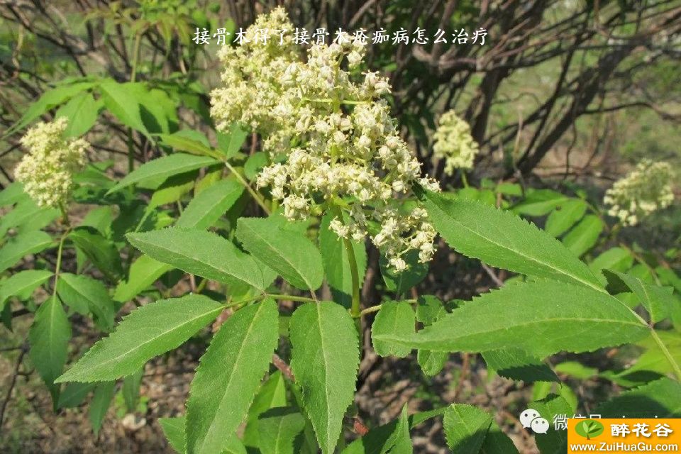 接骨木得了接骨木疮痂病怎么治疗