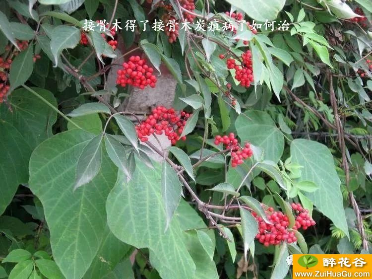 接骨木得了接骨木炭疽病了如何治