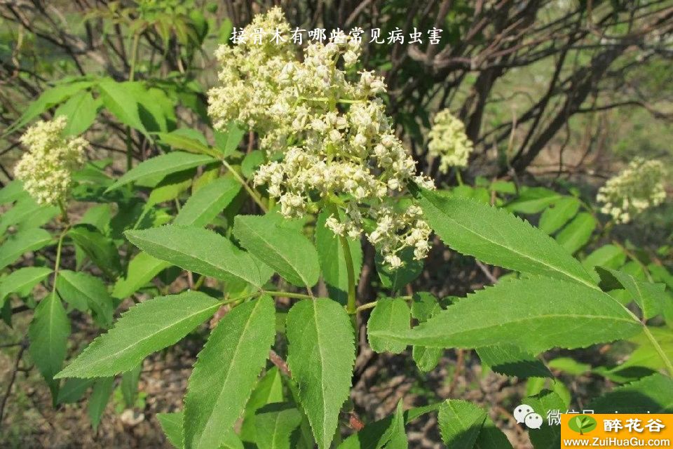 接骨木有哪些常见病虫害