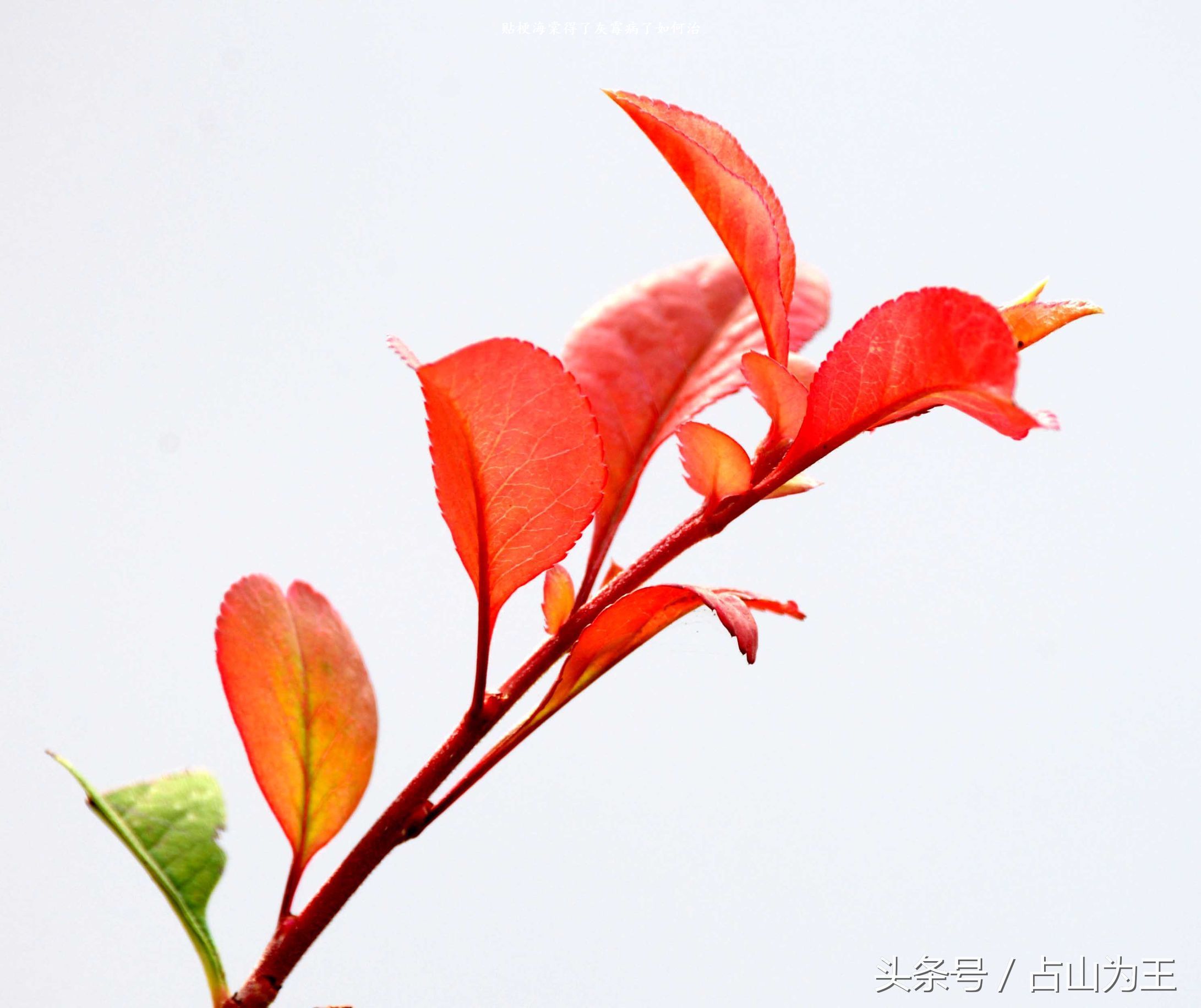 贴梗海棠得了灰霉病了如何治