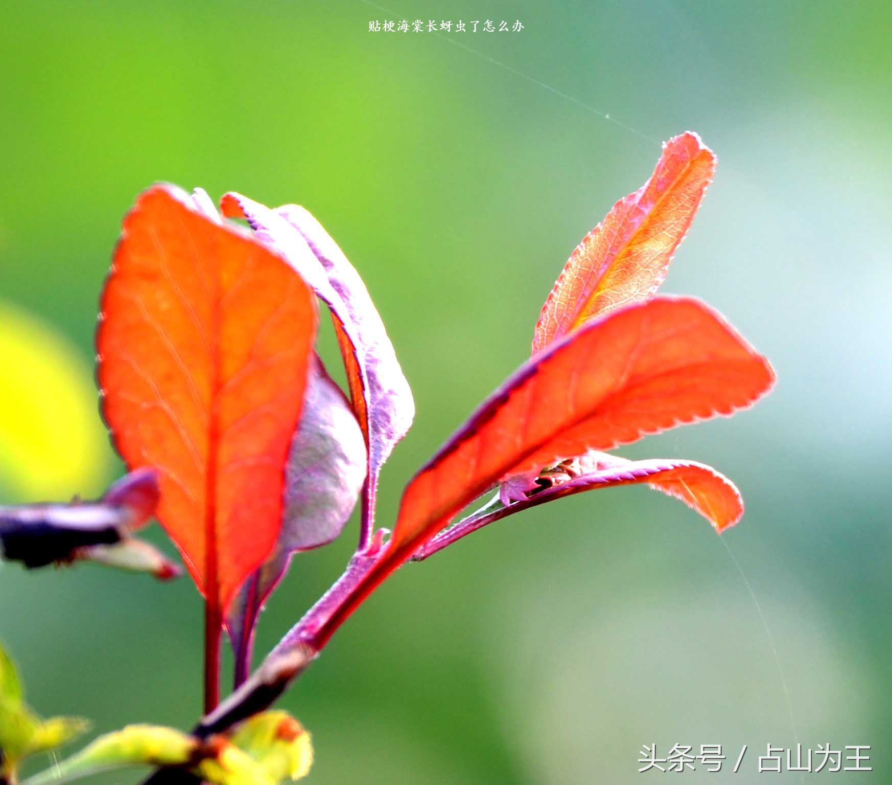 贴梗海棠长蚜虫了怎么办