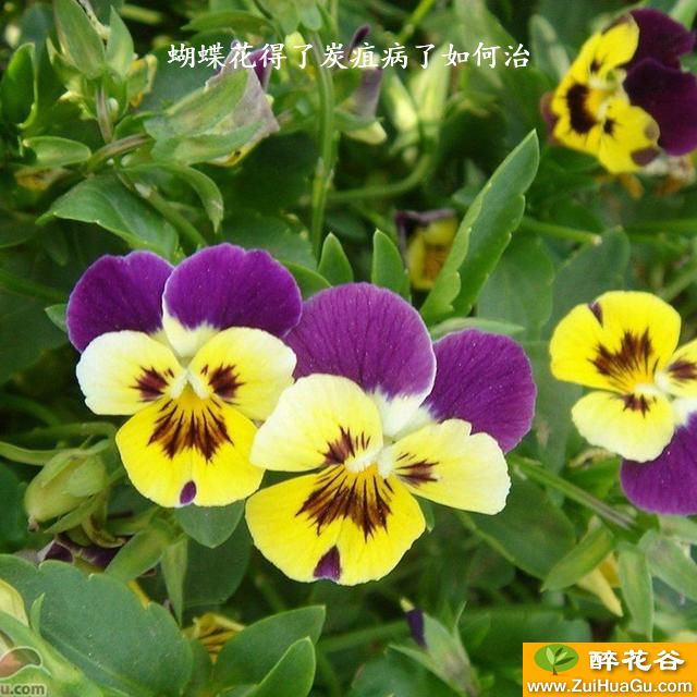 蝴蝶花得了炭疽病了如何治
