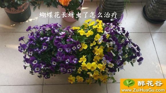 蝴蝶花长蚜虫了怎么治疗