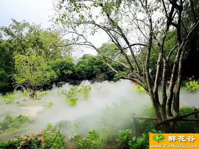 八仙花得了黄化病毒病怎么治疗
