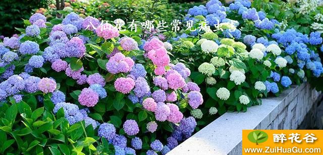 八仙花有哪些常见病虫害