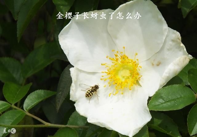 金樱子长蚜虫了怎么办