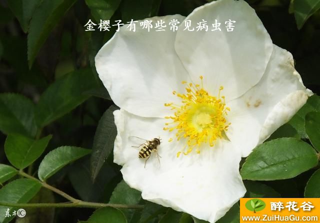金樱子有哪些常见病虫害