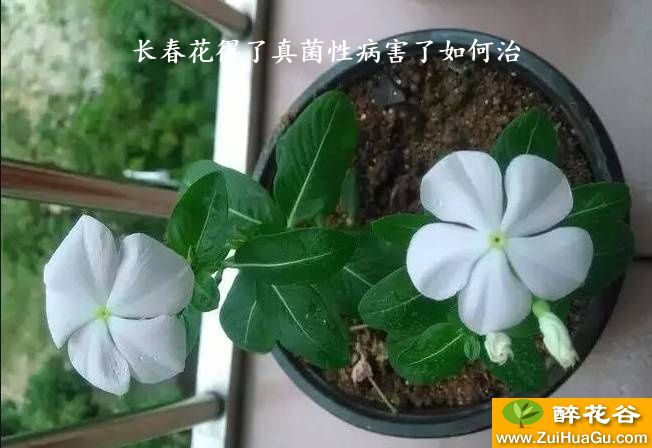 长春花得了真菌性病害了如何治