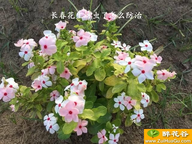 长春花生蚜虫了怎么防治