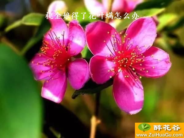 桃金娘得了花叶螨怎么办