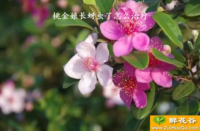 桃金娘长蚜虫了怎么治疗