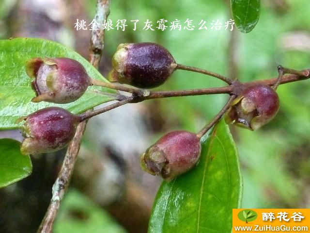桃金娘得了灰霉病怎么治疗