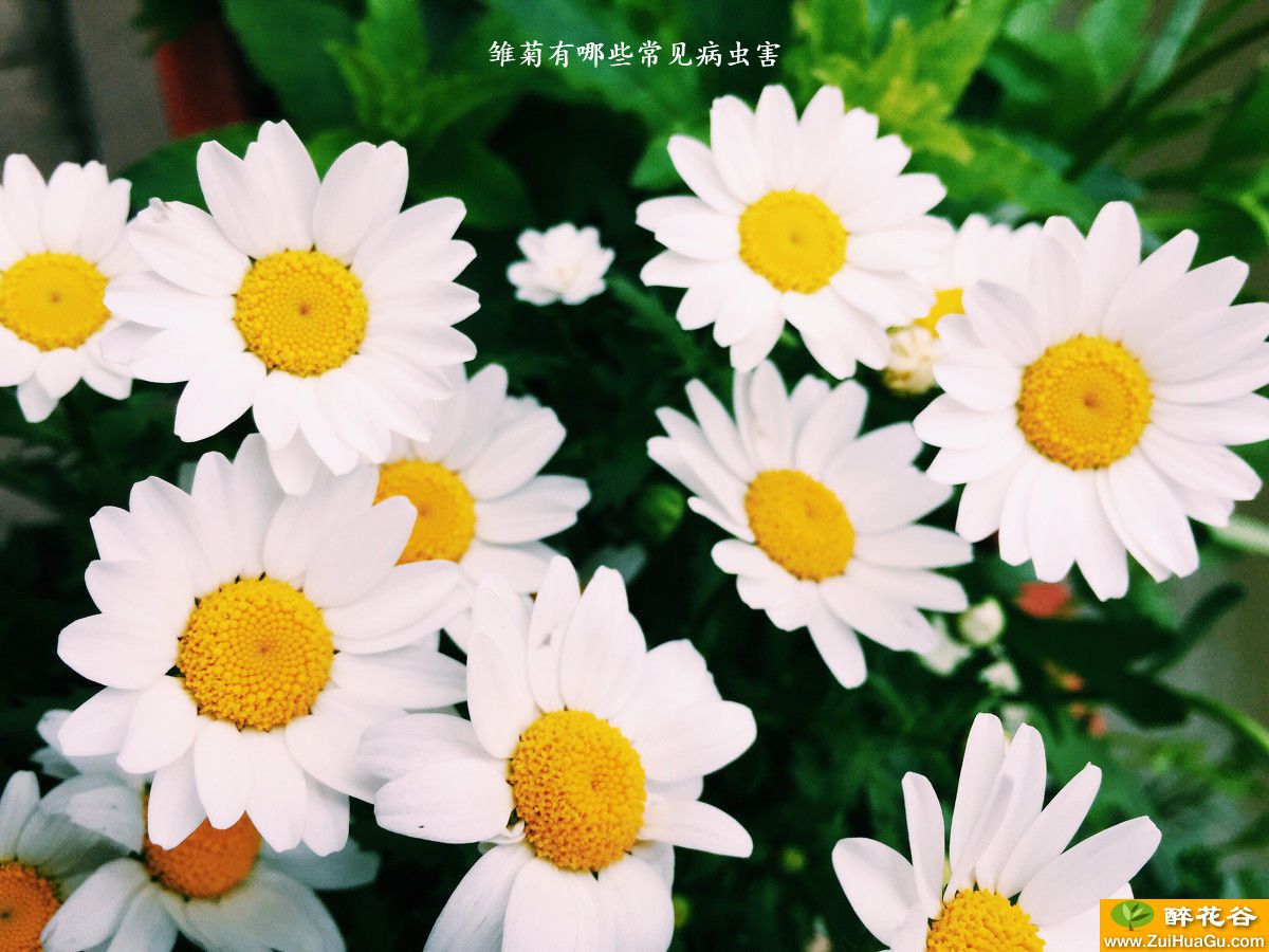 雏菊有哪些常见病虫害
