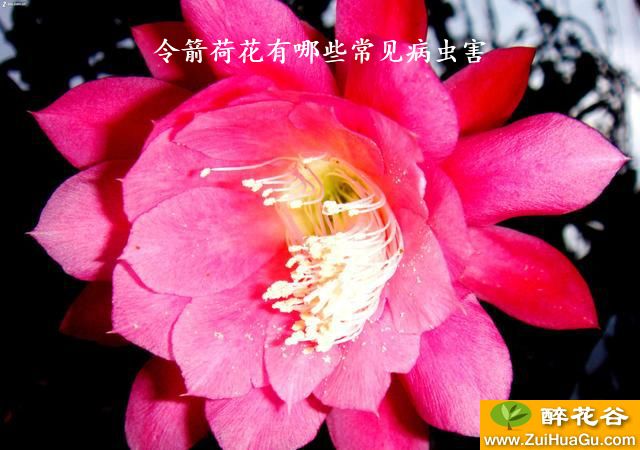 令箭荷花有哪些常见病虫害