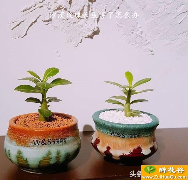 沙漠玫瑰长虫害了怎么办