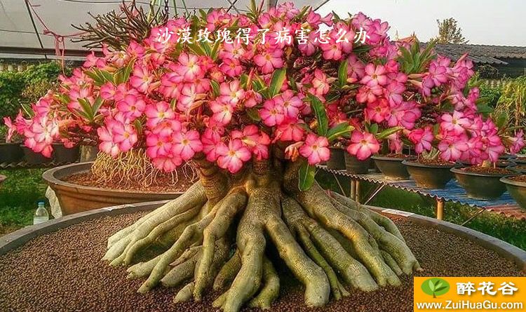 沙漠玫瑰得了病害怎么办