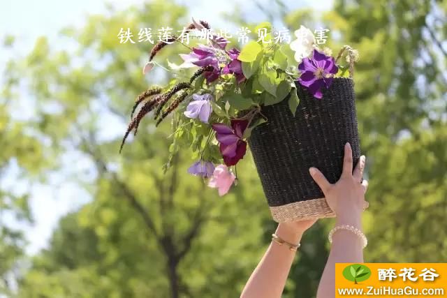 铁线莲有哪些常见病虫害