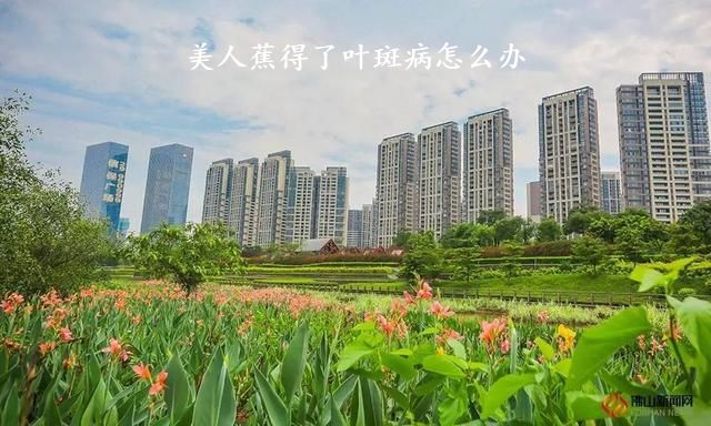 美人蕉得了叶斑病怎么办