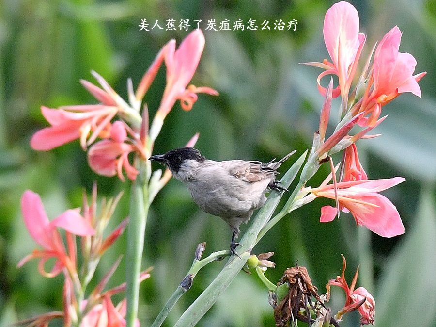 美人蕉得了炭疽病怎么治疗